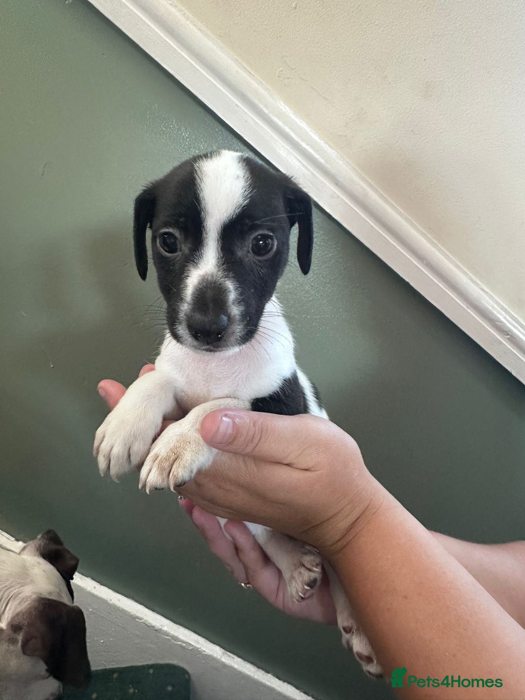 Jack Russell dogs for sale: Lovely jack Russell, puppies 3 left  - Image 2