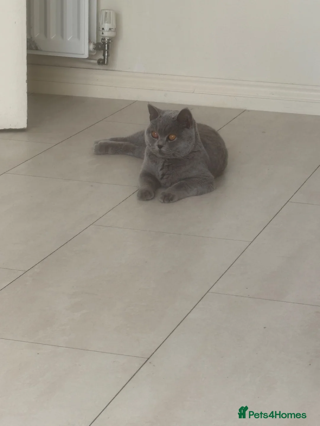 British Shorthair cats for sale: British shorthair kitten  - Advert 2