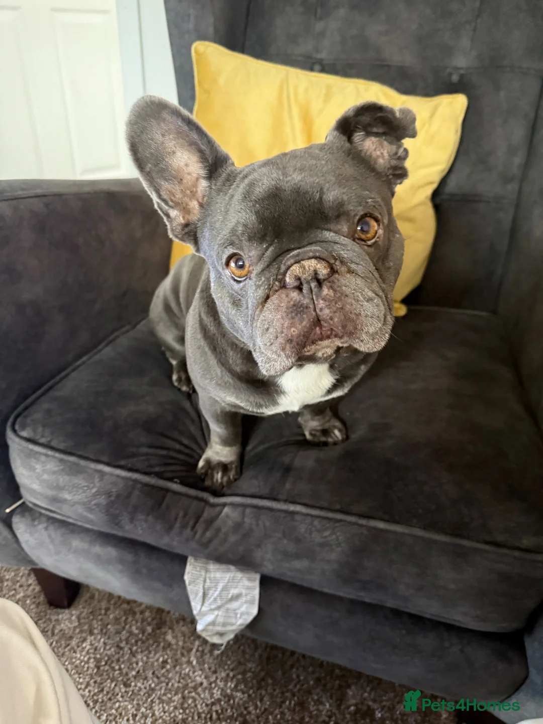 French Bulldog dogs for sale: Nearly 7 years old male French Bulldog  in Derby - Advert 2