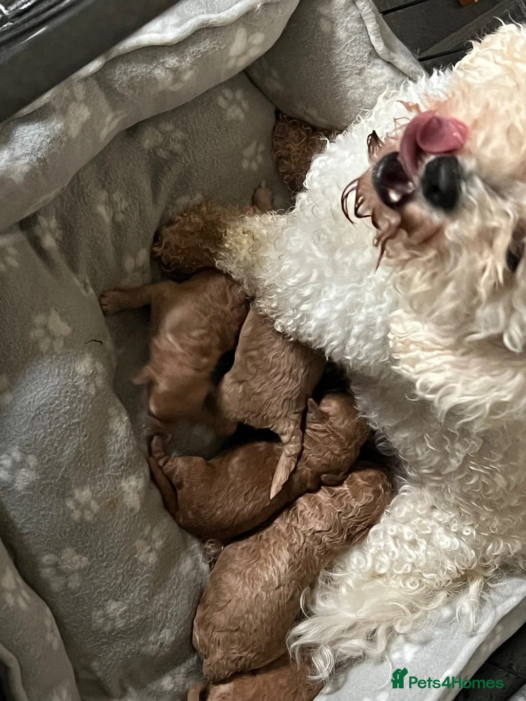 Poochon dogs for sale: ✨ Poochon Puppies  ✨ - Advert 12