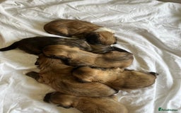 Lhasa Apso dogs for sale: Lhasa apso puppies 🐶 - Image 4