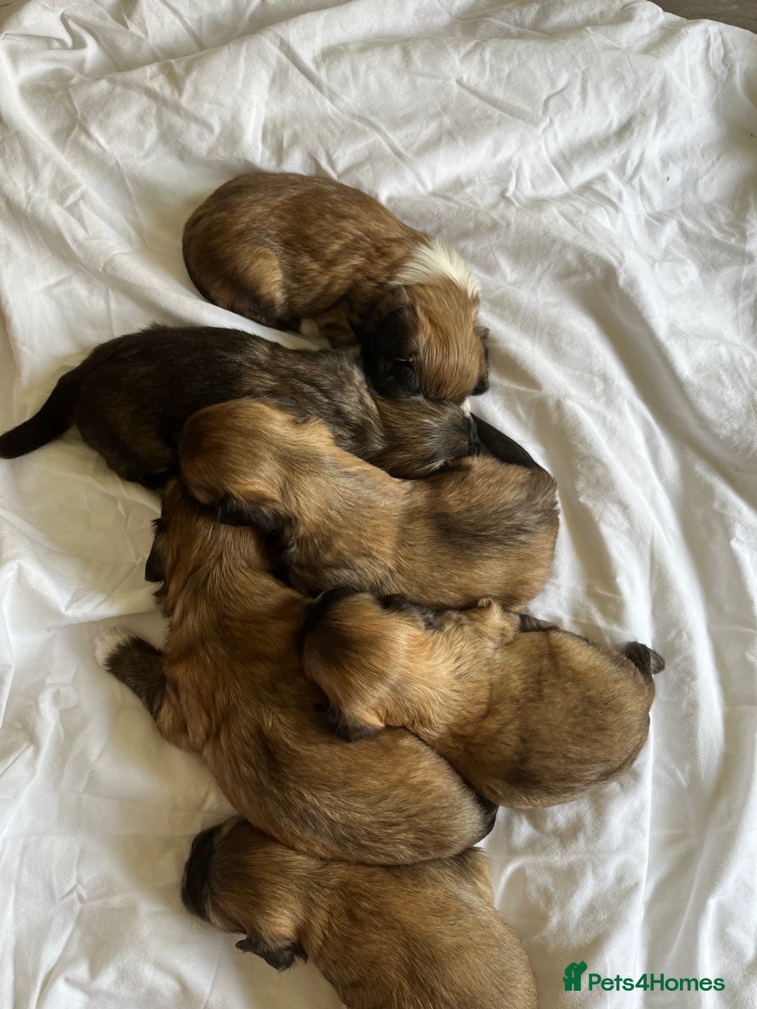 Lhasa Apso dogs for sale: Lhasa apso puppies 🐶 - Image 4