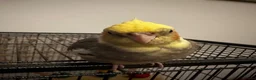 Cockatiels birds for sale: Sweet Hand-Tamed Cockatiel – Loving Home Wanted in London - Advert 4