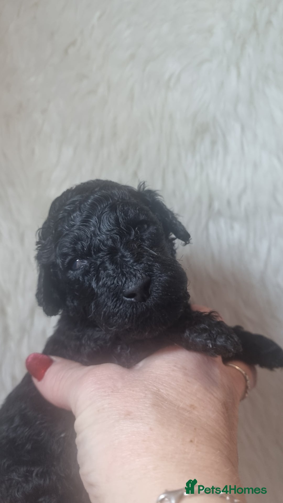 Standard Poodle dogs for sale: Exceptional Health Tested Puppies Due - Advert 11
