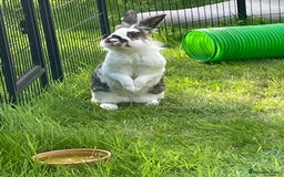 English Spot rabbits for sale: Bonded pair male and female around 4 years - Image 3