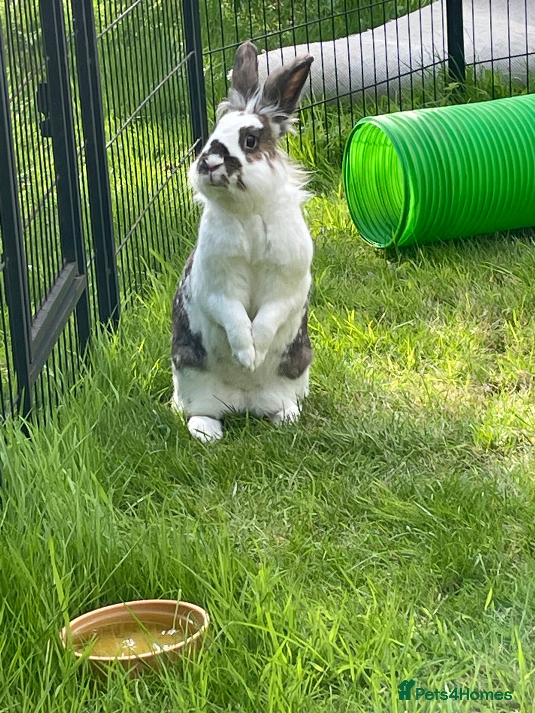 English Spot rabbits for sale: Bonded pair male and female around 4 years - Image 3