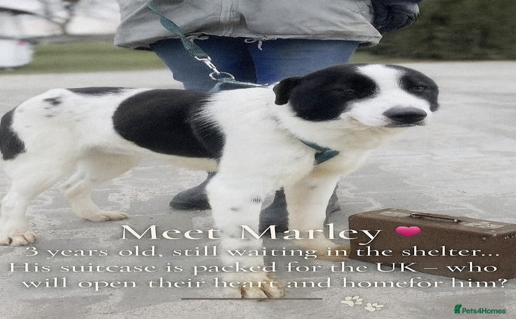 Mixed Breed dogs - Advert 14