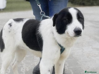 Mixed Breed dogs - Advert 23