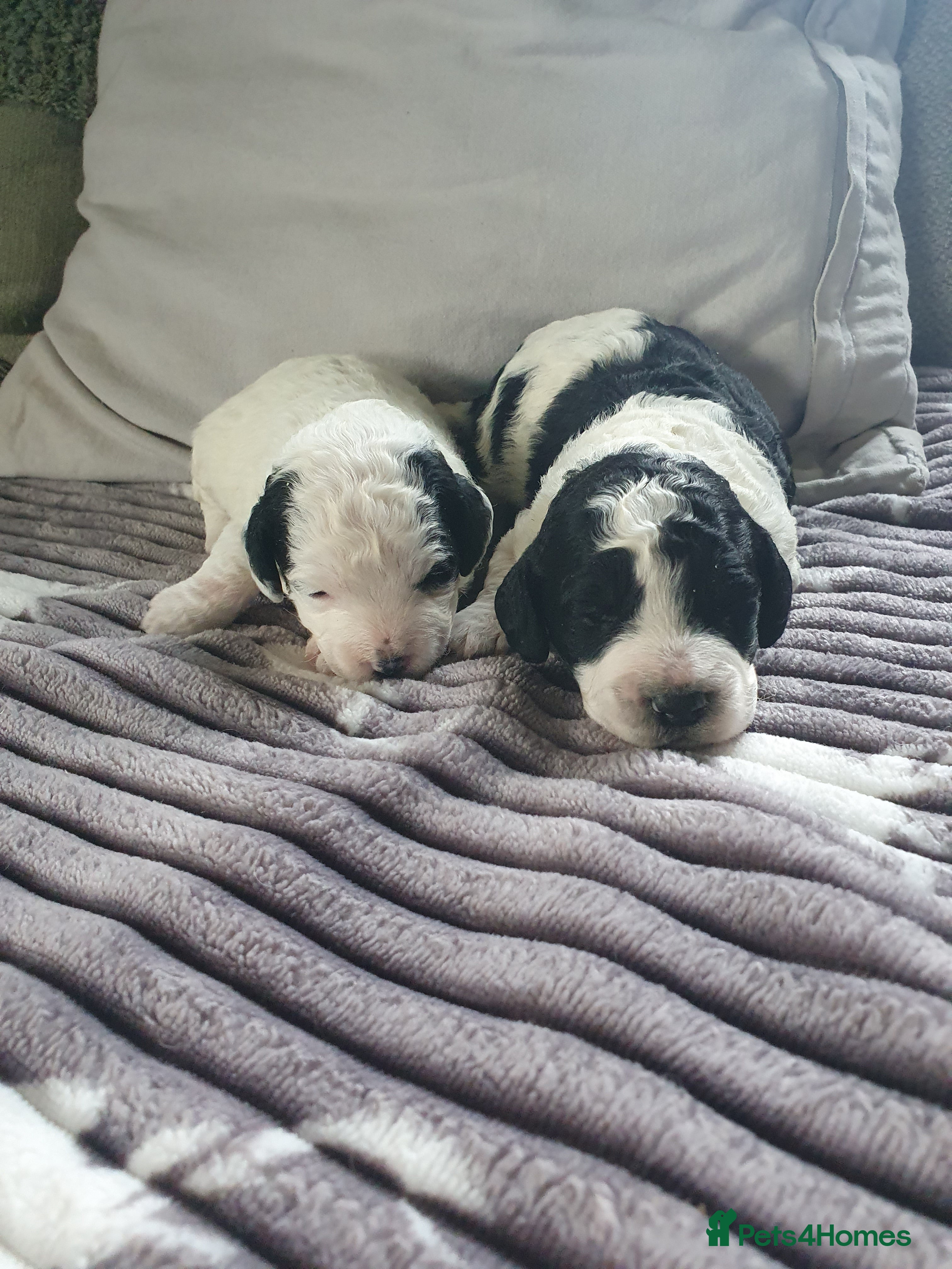 Cockapoo dogs cockapoo f1b puppies - Advert 2