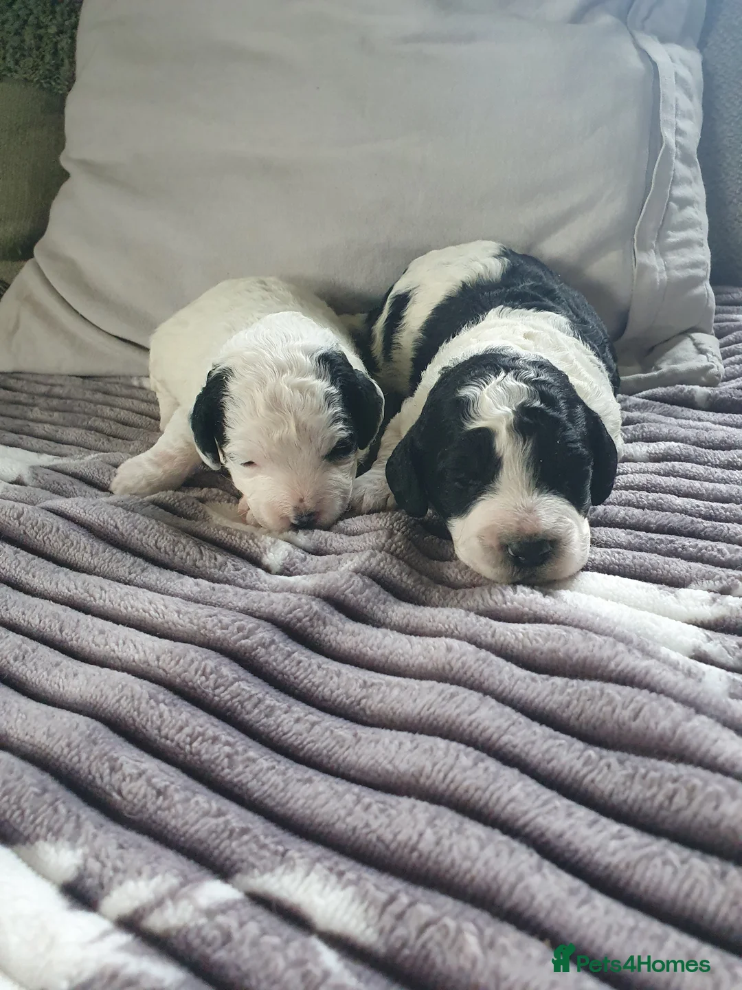 Cockapoo dogs for sale: cockapoo f1b puppies - Advert 1