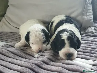 Cockapoo dogs cockapoo f1b puppies - Advert 2