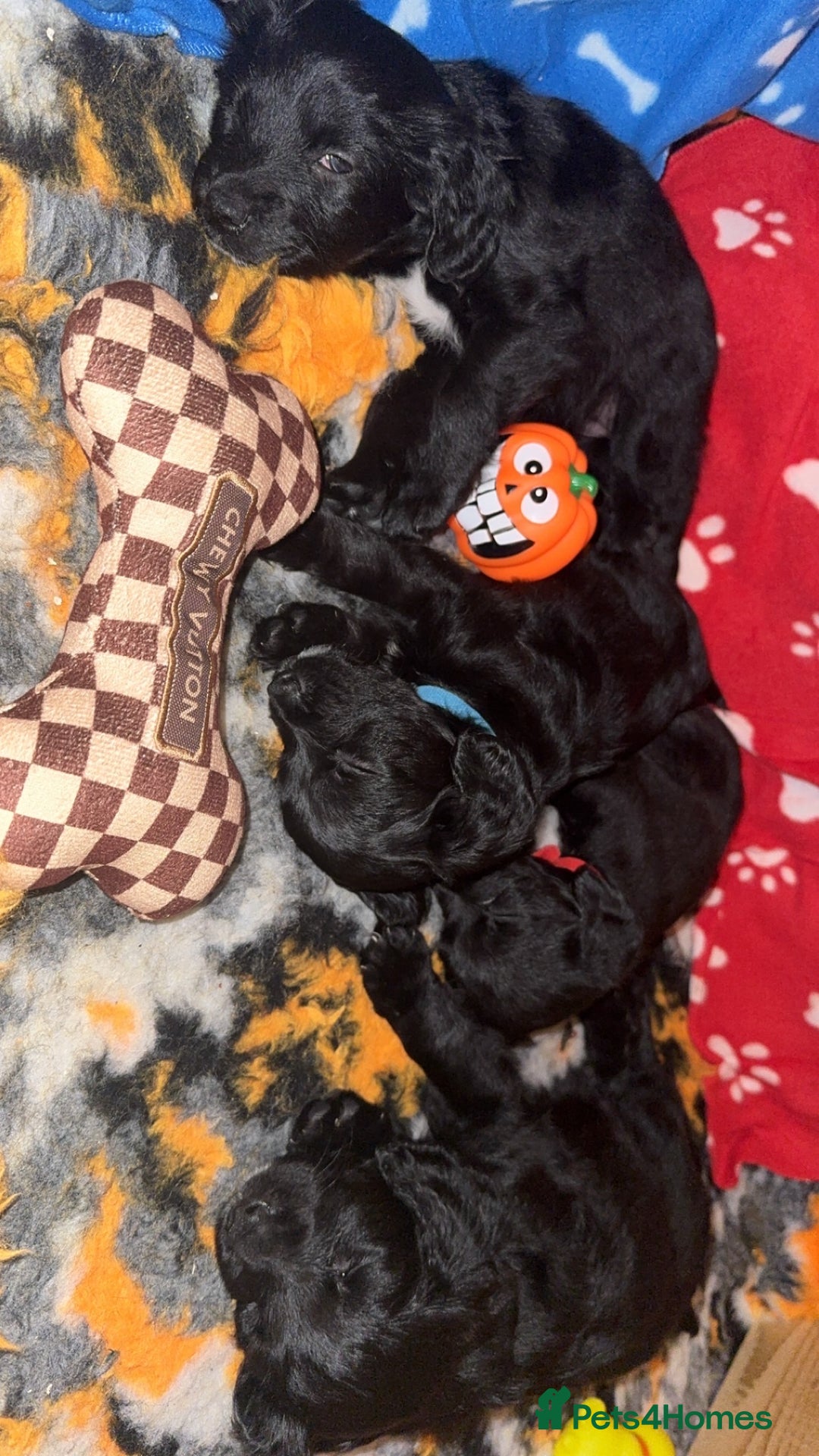Mixed Breed dogs for sale: 4 Gorgeous Cocker Spaniel Cross Border Collies - Image 4