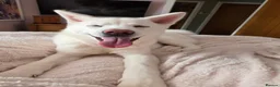 Akita dogs for sale:  Pedigree Japanese Akita - Advert 5