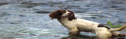 English Springer Spaniel dogs for sale: 2 B&W Springer Spaniel Puppies  - Advert 2