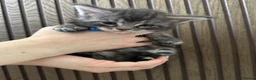 Maine Coon cats for sale: 6 Beautiful GCCF Registered Maine Coon Kittens - Advert 14