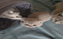 British Shorthair cats for sale: Full Britishshort hair kittens ready wendesday - Image 25