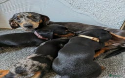 Miniature Dachshund dogs for sale: GORGEOUS MINIATURE DACHSHUND PUPPIES - Image 8