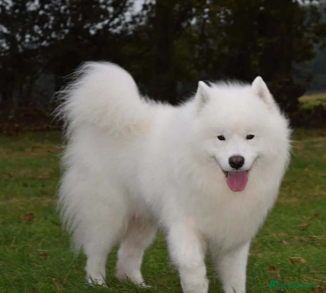 Samoyed dogs for stud: FULLY HEALTH TESTED KC Samoyed For Stud Champ Line - Advert 16