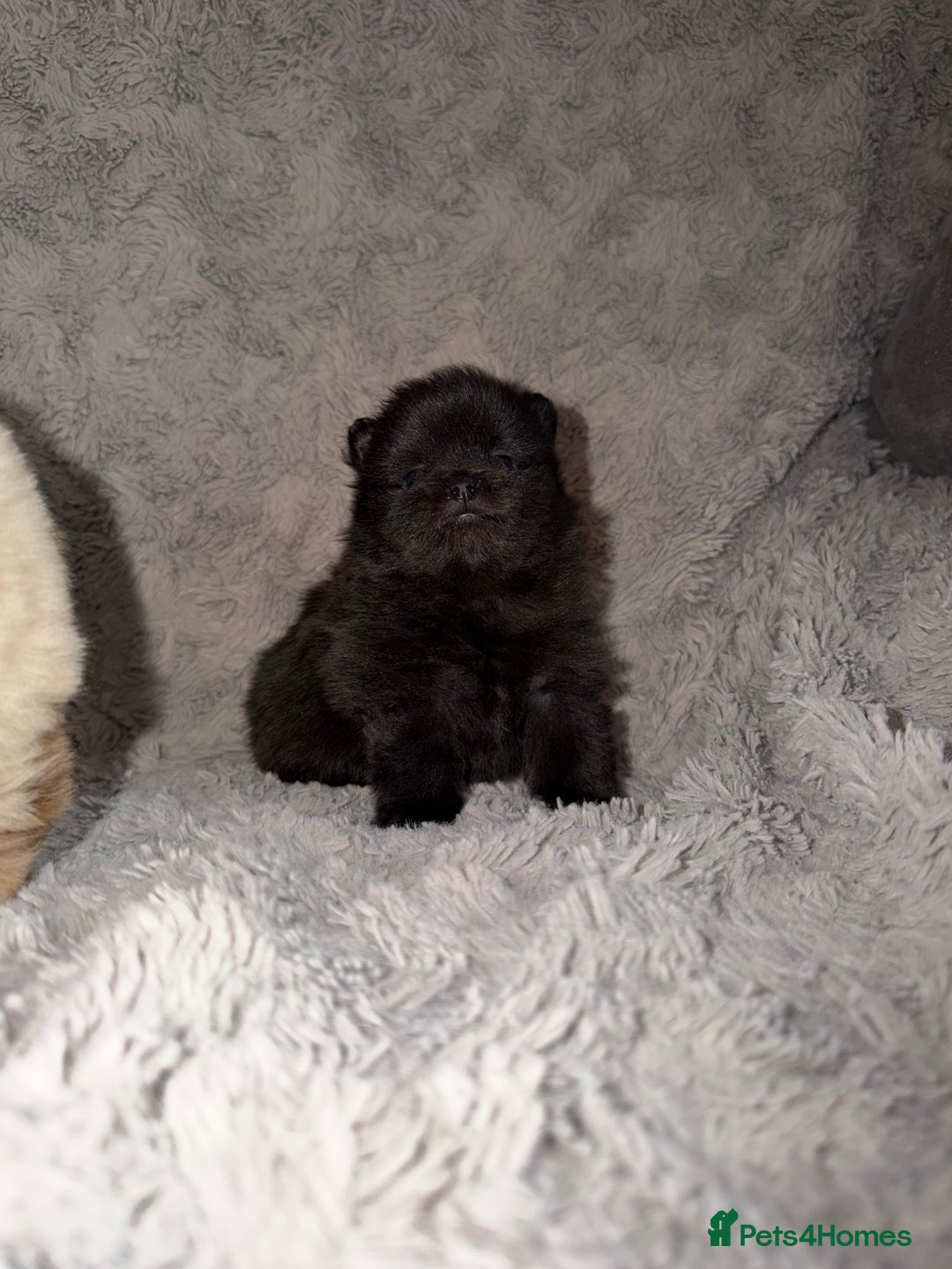 Pomeranian dogs for sale: 🤎💙QUALITY POMERANIAN BABY BEARS 💙🤎 - Advert 3
