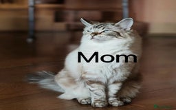 Ragdoll cats for sale: Purebred and Cute Ragdoll in Cardiff - Image 12
