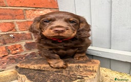 Cocker Spaniel dogs for stud: 🐾 Proven Stud - Healthy Working Cocker Spaniel 🐾 - Image 11