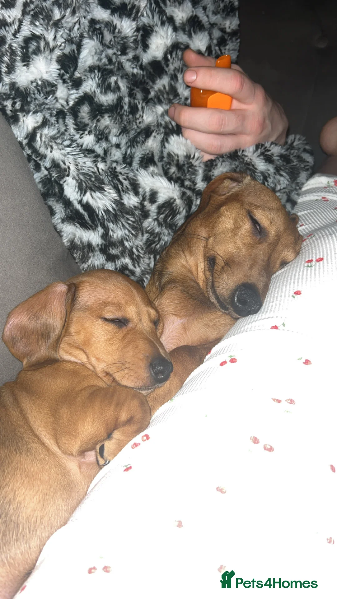 Miniature Dachshund dogs for sale: Dapple red miniature dachshund  - Advert 2