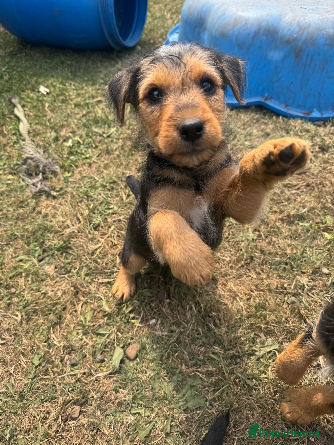 Mixed Breed dogs for sale: Lakeland x Jack Russel - Image 2