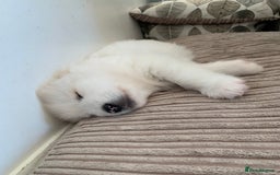 Samoyed dogs for sale: Samoyed puppies  - Image 7