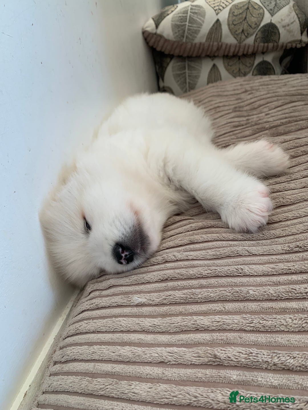 Samoyed dogs for sale: Samoyed puppies  - Image 7