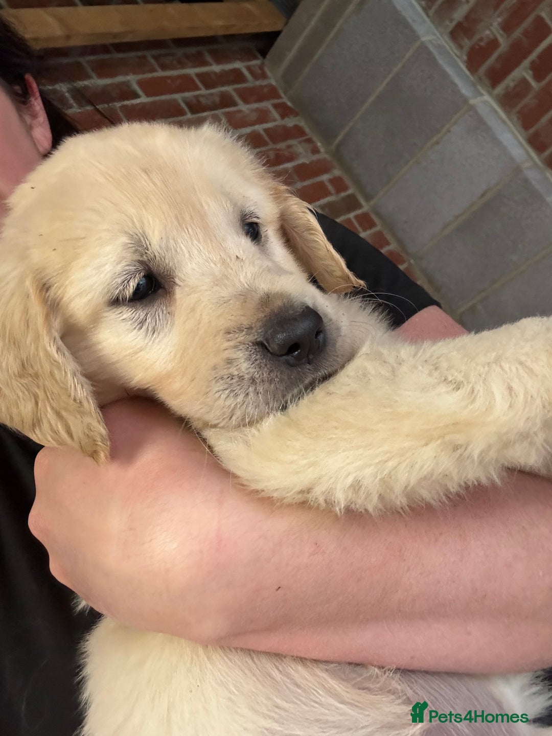Golden Retriever dogs for sale: Golden retriever X Goldador puppies - Image 21