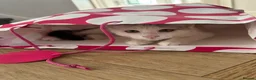 Mixed Breed cats for sale: 2 kitten male brothers  - Advert 10
