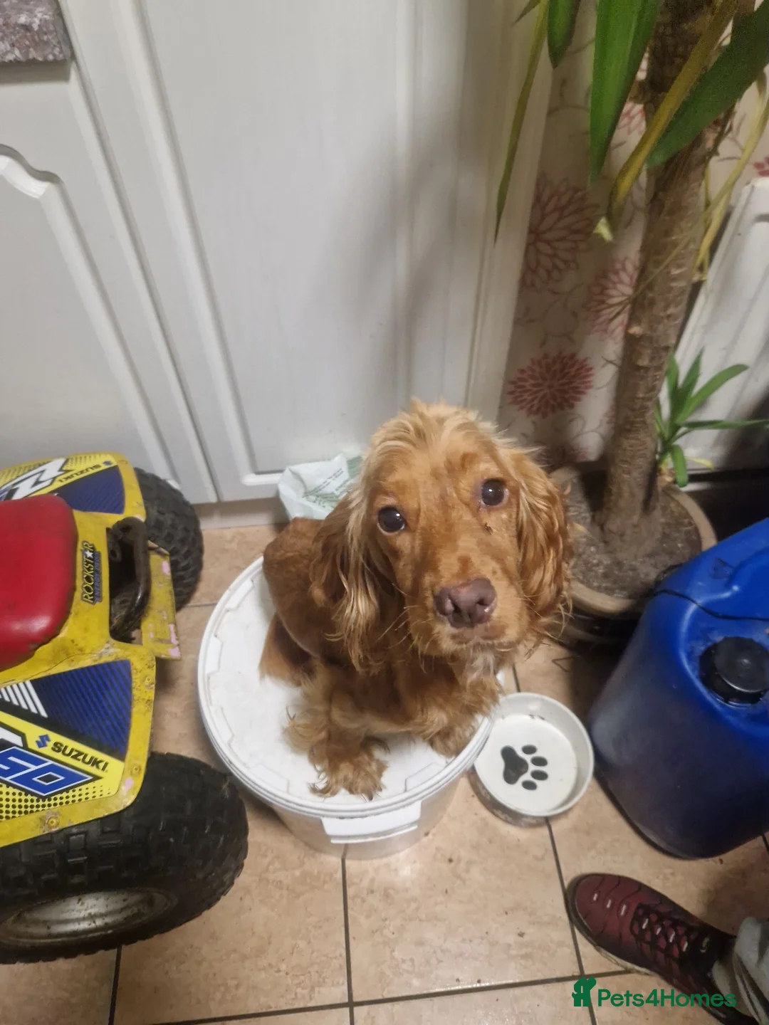 Cocker Spaniel dogs for sale: Cocker spaniels for sale - Advert 13