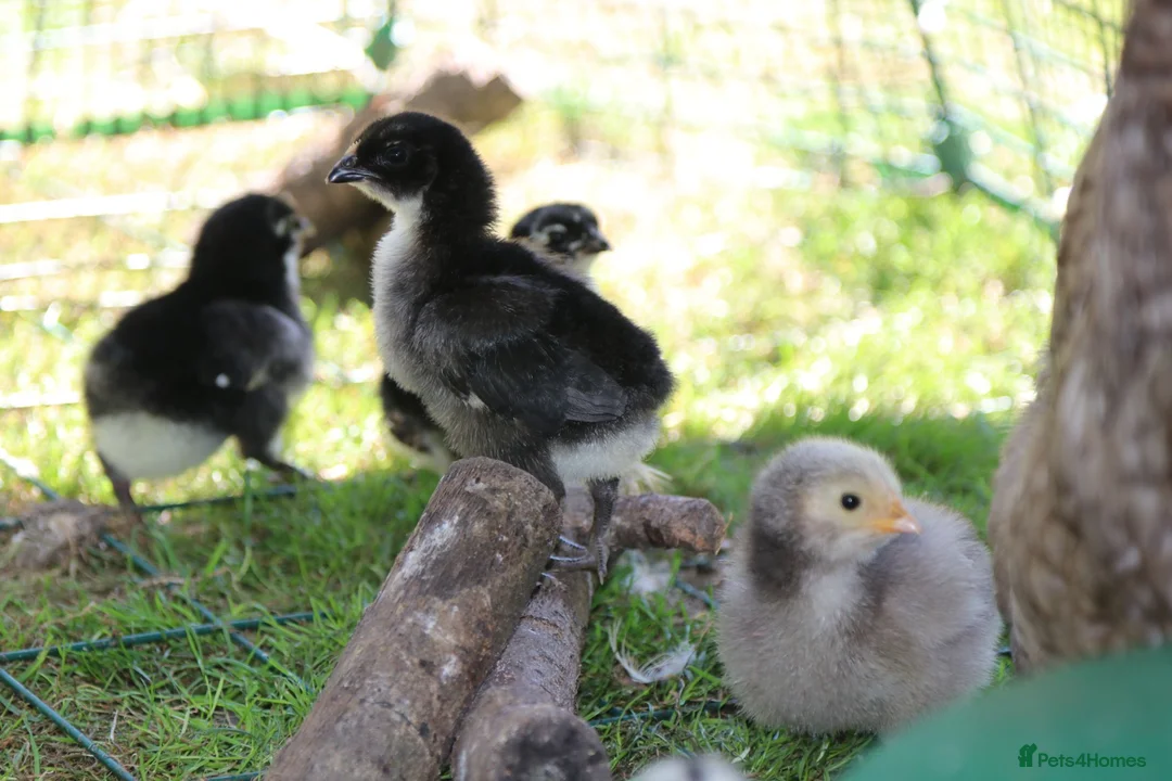 Chickens poultry for sale: Jersey Giants Chickens - Advert 1