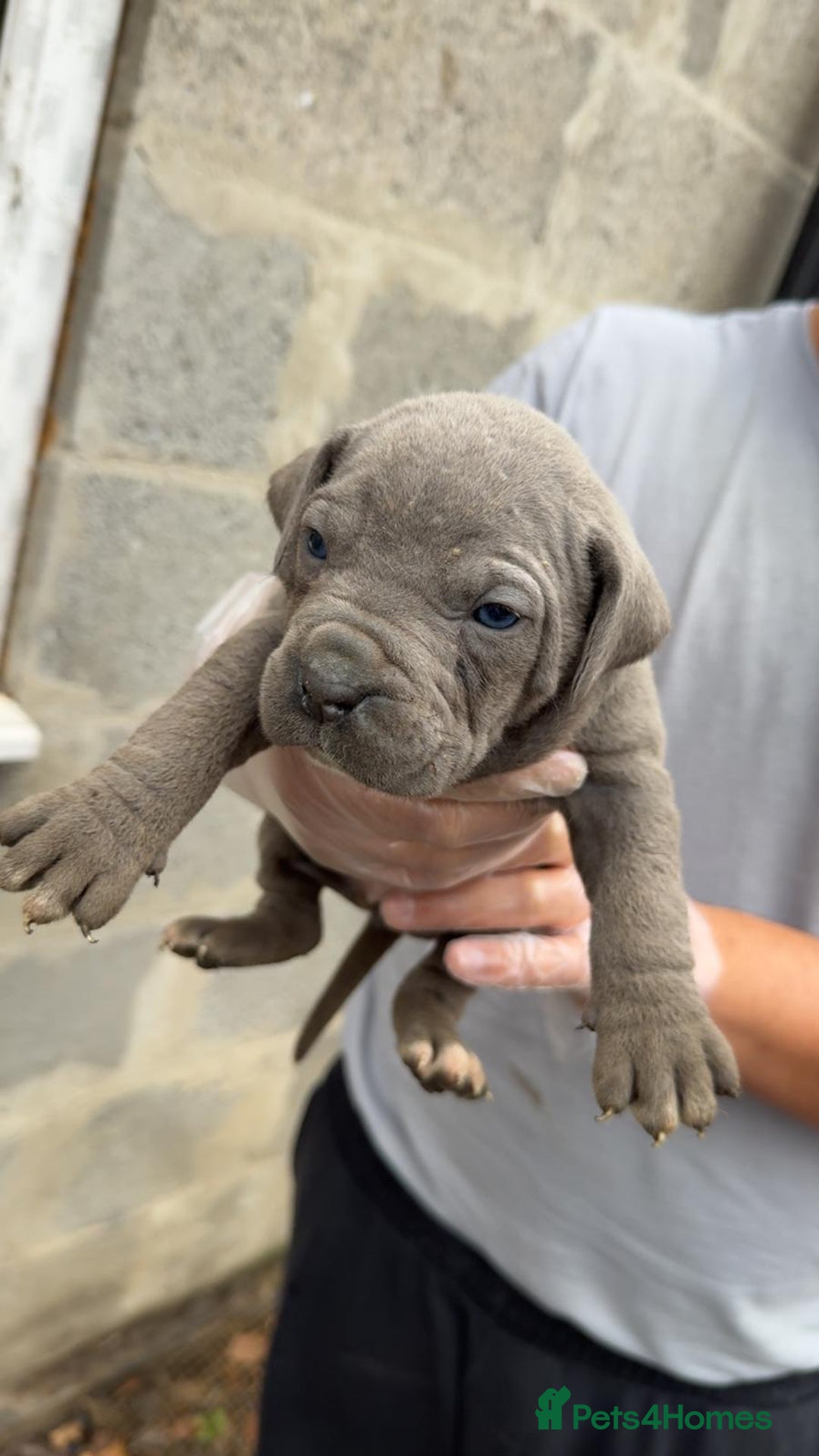 Cane Corso dogs for sale: Top Quality Purebred 8 Blue Cane Corso Puppies  - Advert 7