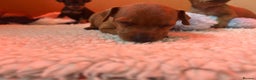 Miniature Pinscher dogs for sale: Stunning KC Miniature Pinscher puppies - Advert 9