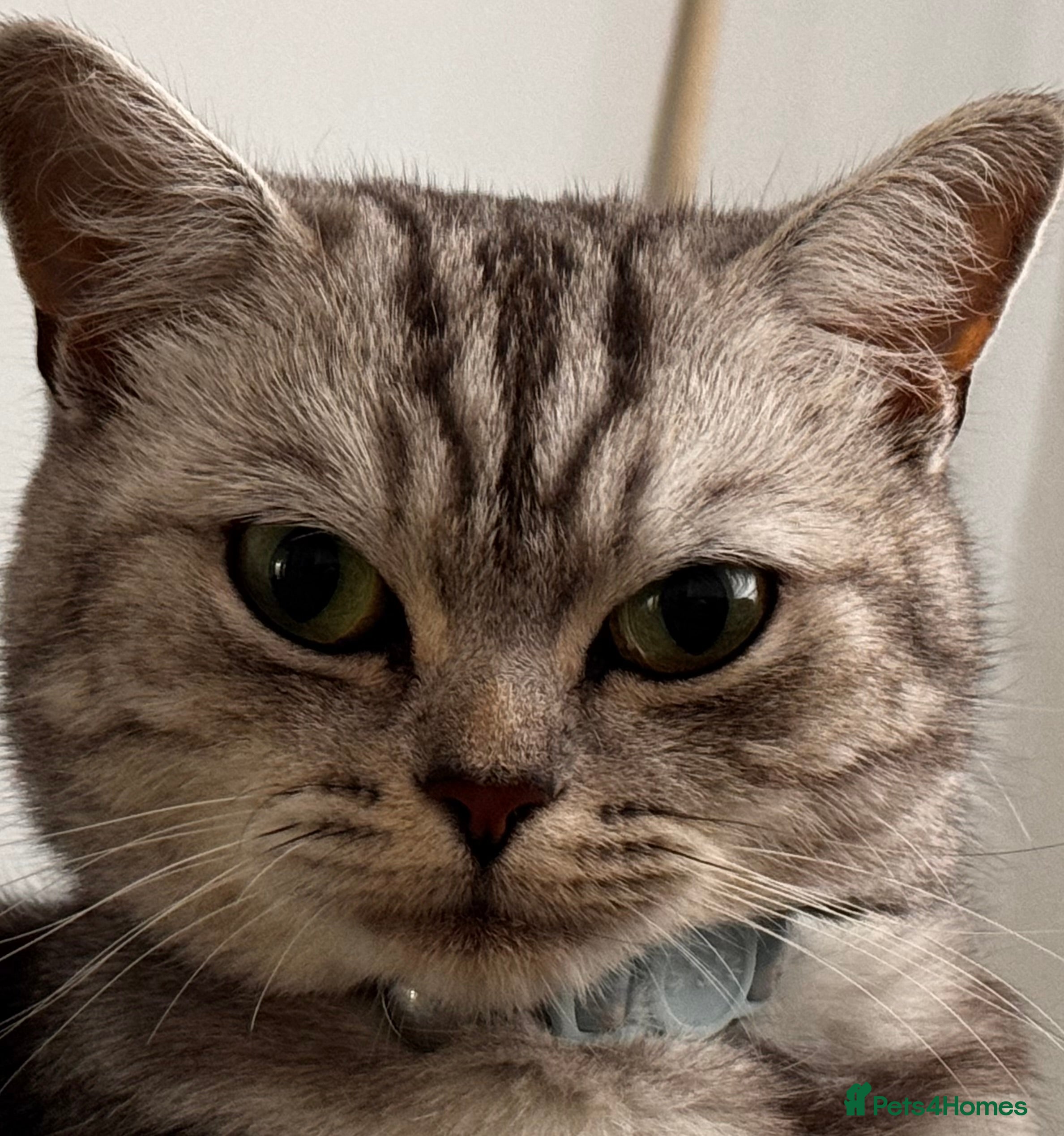 British Shorthair cats Kittens British Shorthair  - Advert 1