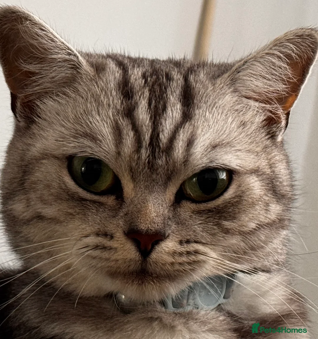 British Shorthair cats for sale: Kittens British Shorthair  - Advert 1