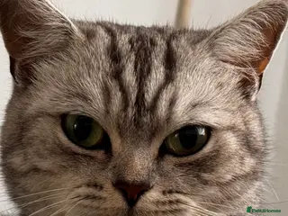 British Shorthair cats Kittens British Shorthair - Advert 5
