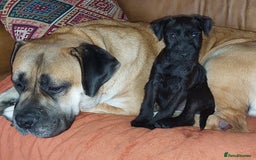 Patterdale Terrier dogs for sale: Patterdale Terrier available,wee Jake. - Image 3