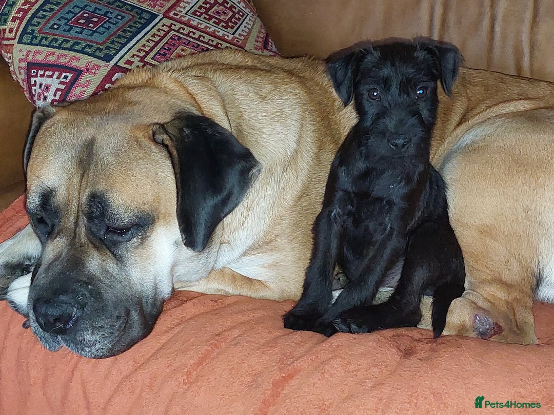 Patterdale Terrier dogs for sale: Patterdale Terrier available,wee Jake. - Image 3