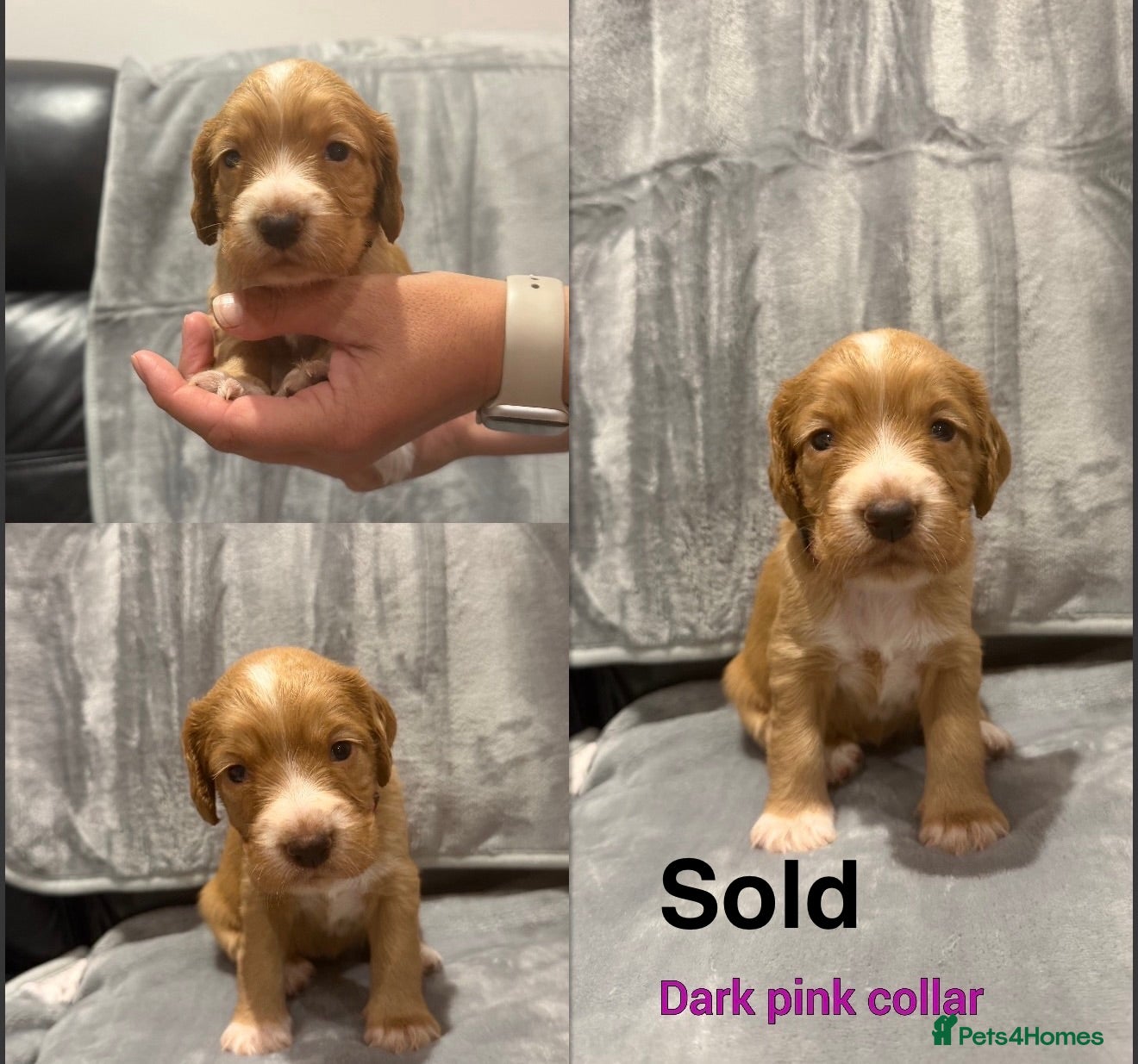 Cocker Spaniel dogs 6 stunning working cocker spaniels  - Advert 2