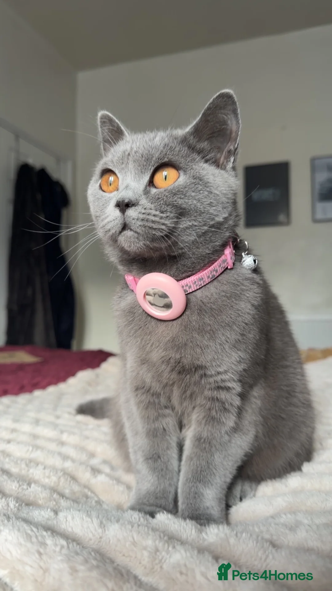 British Shorthair cats for sale: British shorthair kittens - Advert 1