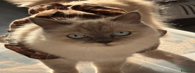 Yuki