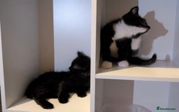 Domestic Shorthair cats for sale: Kittens for sale  - Image 5