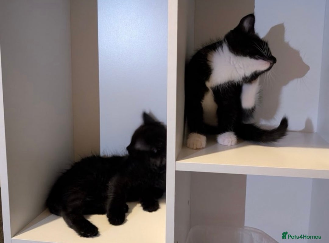 Domestic Shorthair cats for sale: Kittens for sale  - Image 5