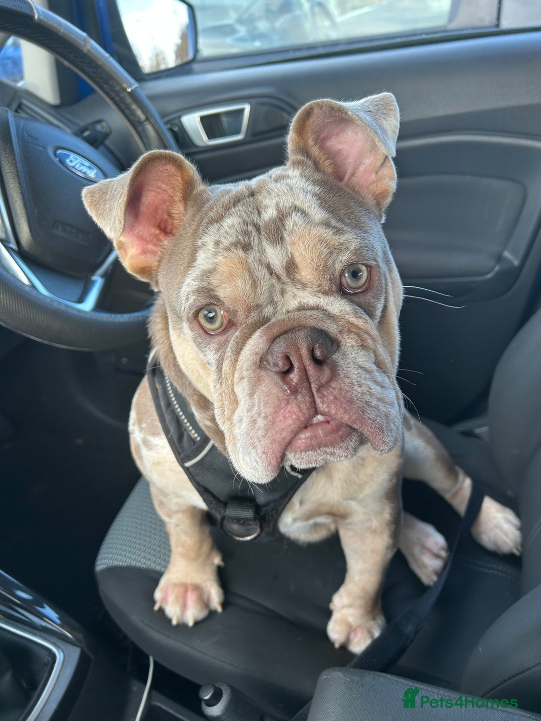 English Bulldog dogs for stud: English bulldog for stud  - Advert 1