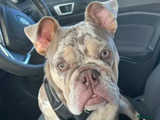 English Bulldog dogs English bulldog for stud - Advert 6