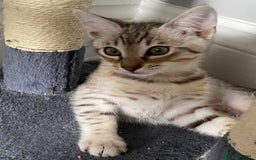Chausie cats for sale: Savannah x chausie  - Image 9