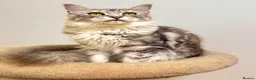Maine Coon cats for sale: Beautiful TICA-Registered Female Maine Coons Ready - Advert 6