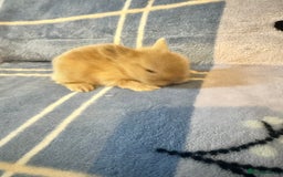 Mini Lion Lop rabbits for sale: Gorgeous lion lop babies  - Image 17